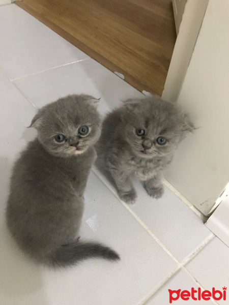 Scottish Fold, Kedi  Asil fotoğrafı