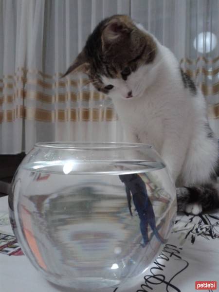 Tekir Kedi, Kedi  Leo fotoğrafı