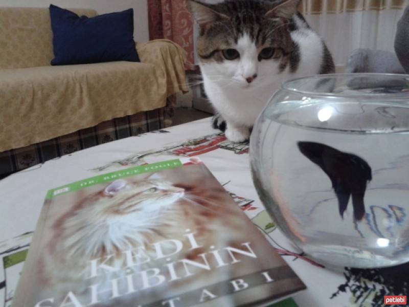 Tekir Kedi, Kedi  Leo fotoğrafı