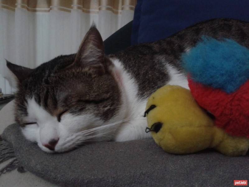 Tekir Kedi, Kedi  Leo fotoğrafı