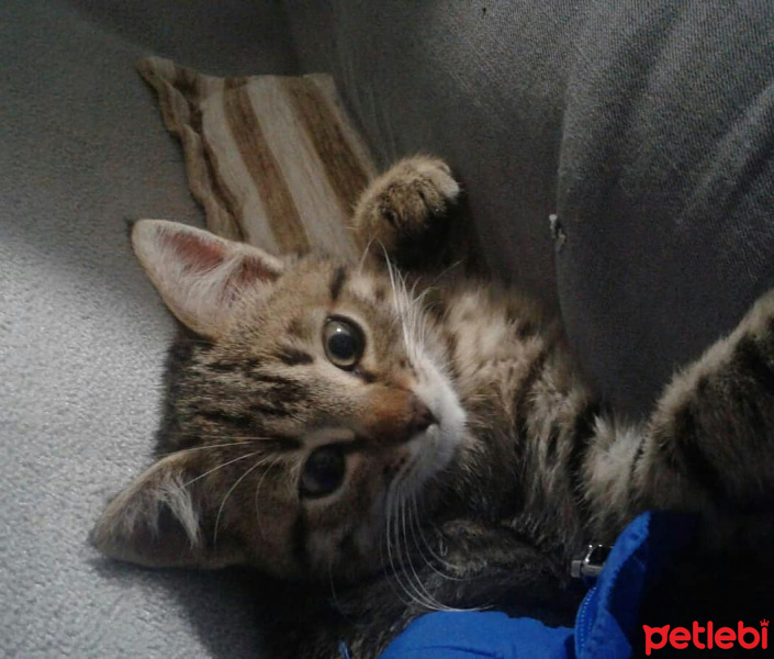 Tekir Kedi, Kedi  Toprak fotoğrafı