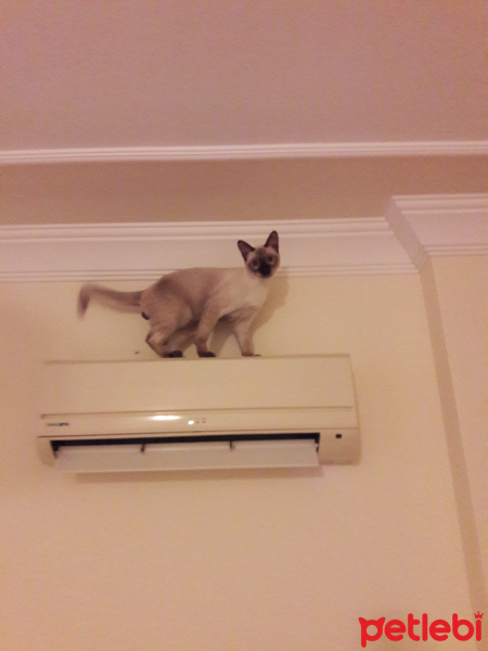 Siyam Kedisi, Kedi  Siya fotoğrafı