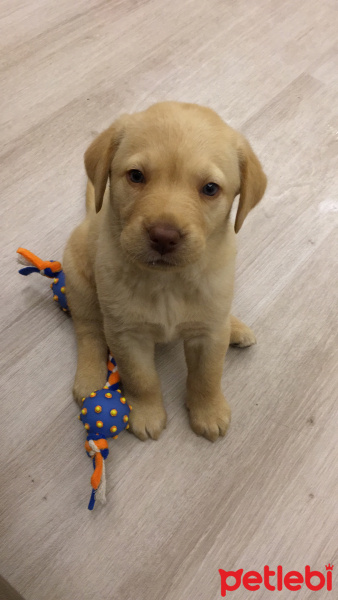 Labrador Retriever, Köpek  Diana fotoğrafı
