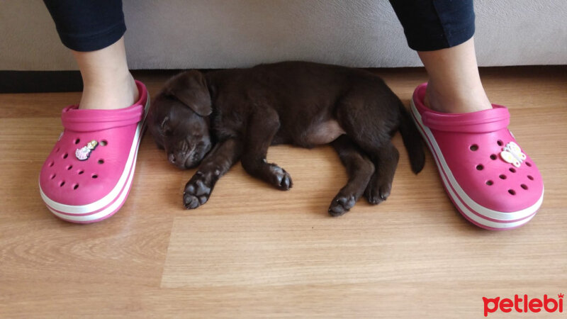 Labrador Retriever, Köpek  Venüs fotoğrafı