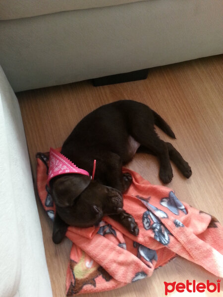 Labrador Retriever, Köpek  Venüs fotoğrafı