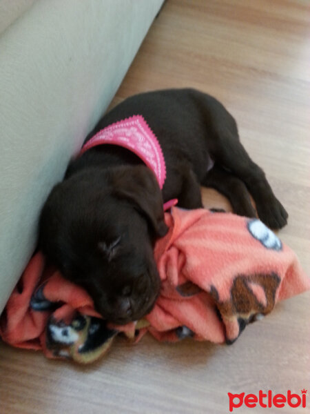 Labrador Retriever, Köpek  Venüs fotoğrafı