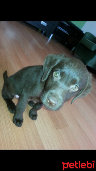 Labrador Retriever, Köpek  Venüs fotoğrafı