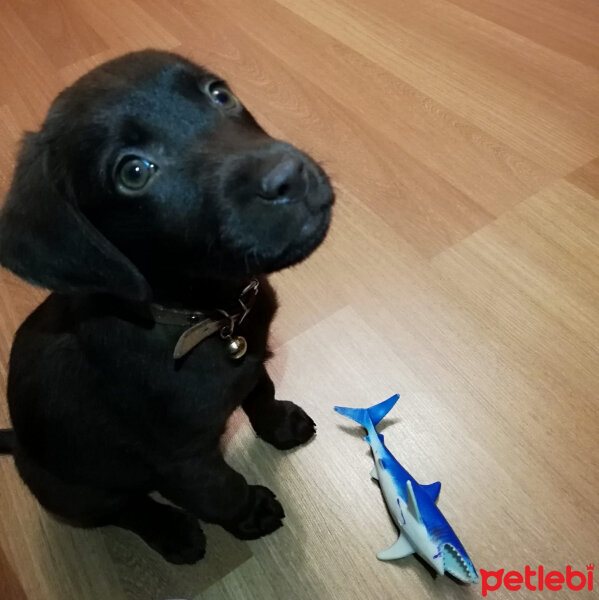 Labrador Retriever, Köpek  Venüs fotoğrafı