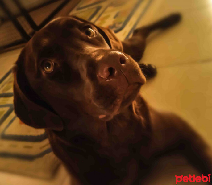 Labrador Retriever, Köpek  Venüs fotoğrafı