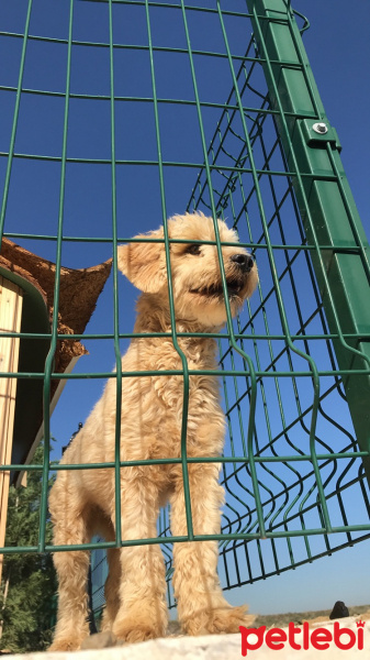Tibet Terrieri, Köpek  Rafi fotoğrafı