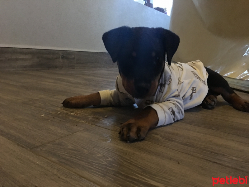 Rottweiler, Köpek  Buddy fotoğrafı