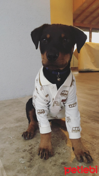 Rottweiler, Köpek  Buddy fotoğrafı