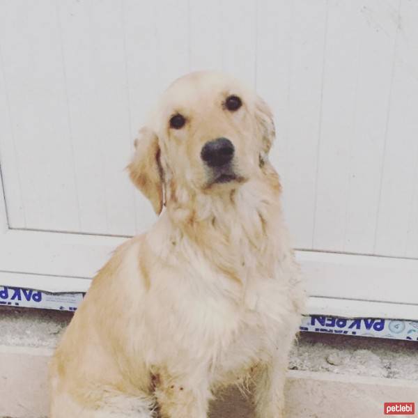Golden Retriever, Köpek  Badem fotoğrafı