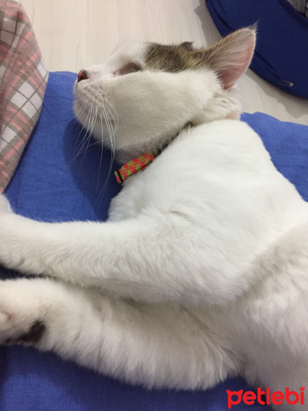 Tekir Kedi, Kedi  Mayıs fotoğrafı