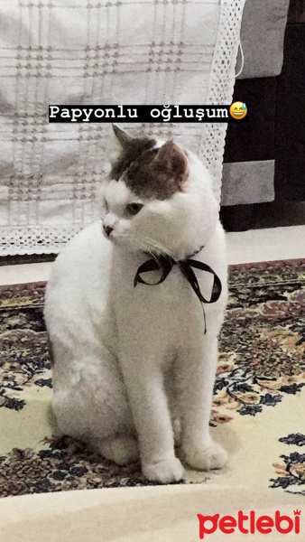 Tekir Kedi, Kedi  Mayıs fotoğrafı