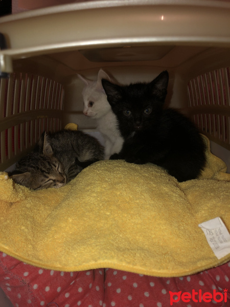 Tekir Kedi, Kedi  Karamuk , pamuk ,tekir fotoğrafı
