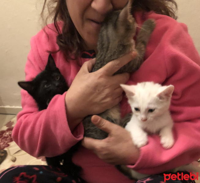 Tekir Kedi, Kedi  Karamuk , pamuk ,tekir fotoğrafı