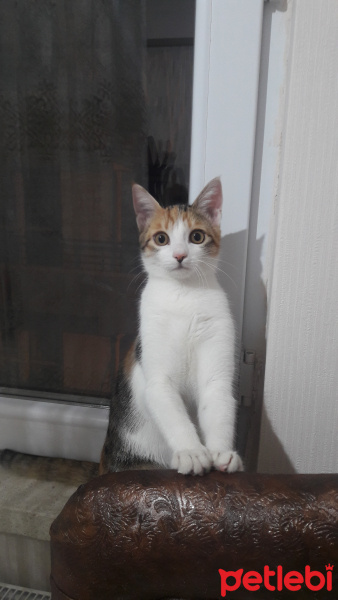 Tekir Kedi, Kedi  Mira fotoğrafı