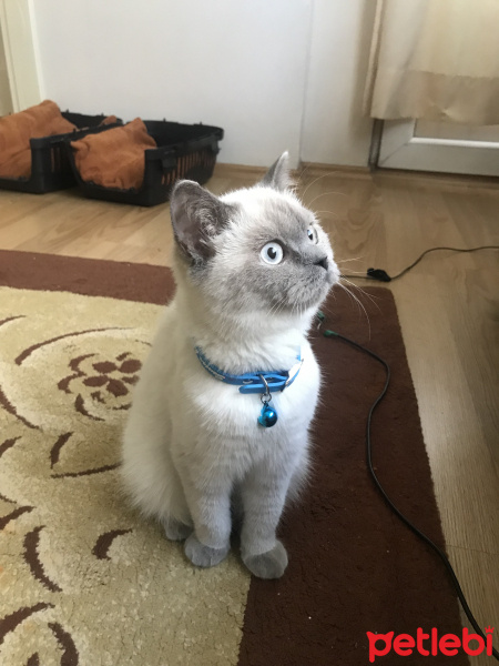 British Shorthair, Kedi  bade fotoğrafı