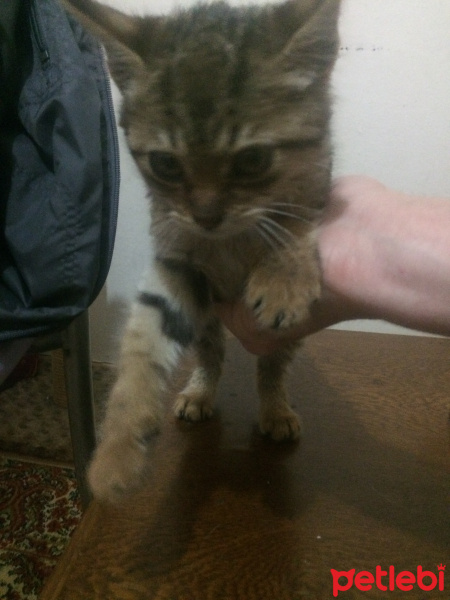 Tekir Kedi, Kedi  Tekir fotoğrafı