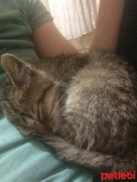 Tekir Kedi, Kedi  Tekir fotoğrafı