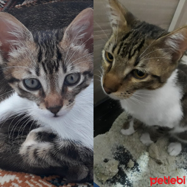 Tekir Kedi, Kedi  Papik Bey fotoğrafı