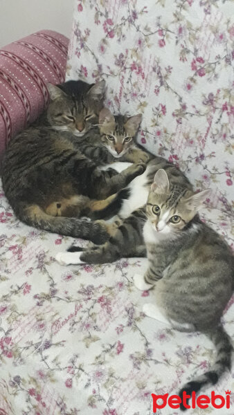 Tekir Kedi, Kedi  Boncuk Hanım fotoğrafı