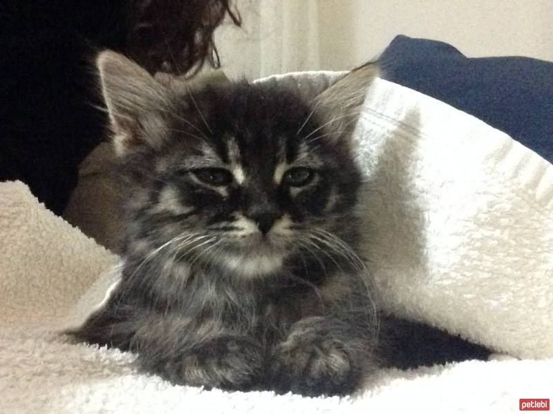 Maine Coon, Kedi  Latte fotoğrafı