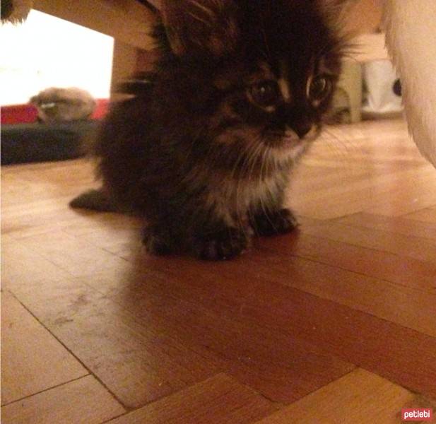 Maine Coon, Kedi  Latte fotoğrafı