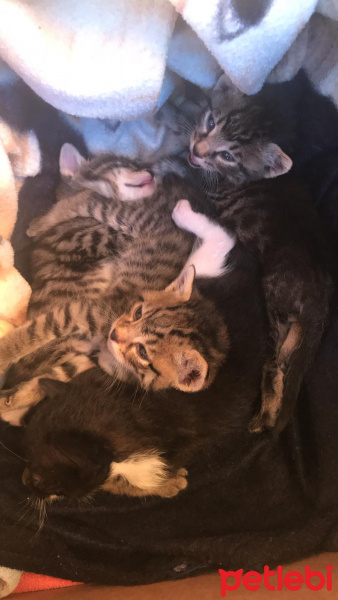 Tekir Kedi, Kedi  3 Bebek fotoğrafı