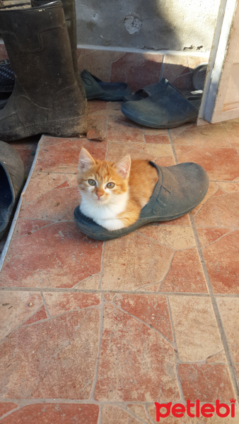 Sarman, Kedi  Ufaklık fotoğrafı