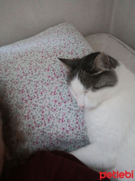 Sarman, Kedi  Ufaklık fotoğrafı