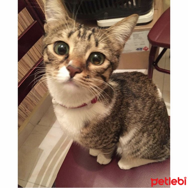 Tekir Kedi, Kedi  Çilek fotoğrafı