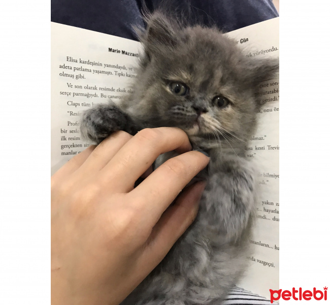 Scottish Fold, Kedi  Molly fotoğrafı