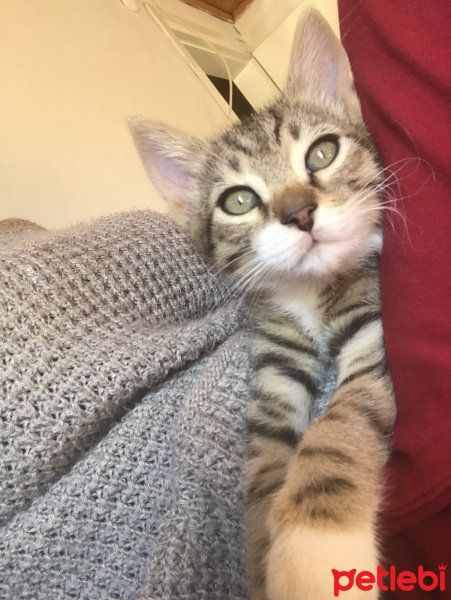 Tekir Kedi, Kedi  Şakir fotoğrafı