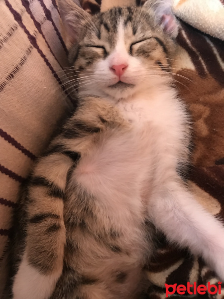 Tekir Kedi, Kedi  Şakir fotoğrafı