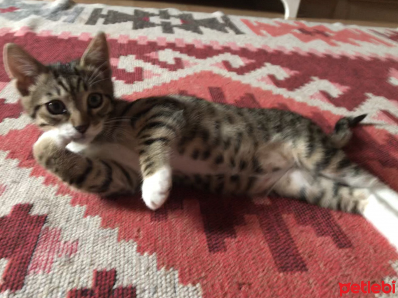 Tekir Kedi, Kedi  Şakir fotoğrafı
