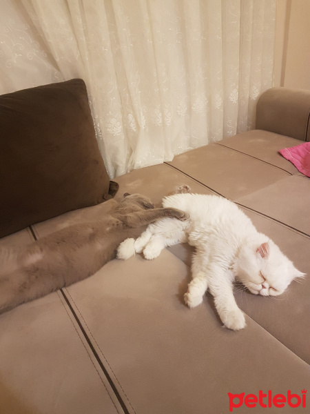 İran Kedisi (Persian), Kedi  Pamuk fotoğrafı