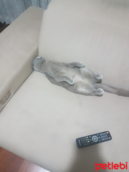 İran Kedisi (Persian), Kedi  Pamuk fotoğrafı