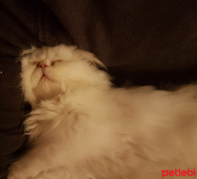 İran Kedisi (Persian), Kedi  Pamuk fotoğrafı