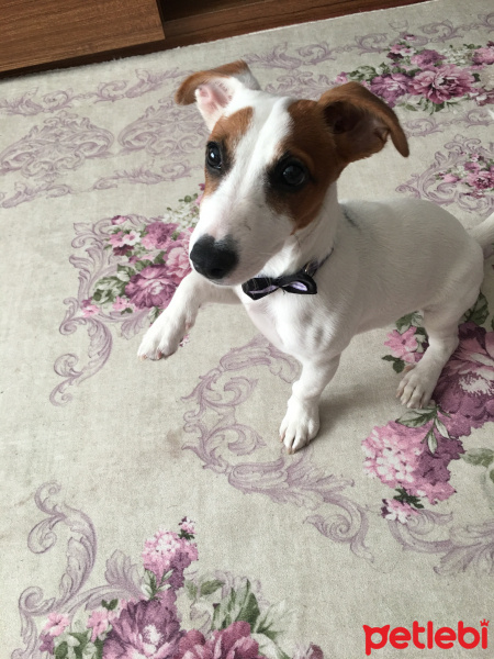 Jack Russell Terrier, Köpek  Hermes fotoğrafı