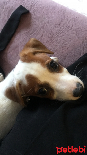 Jack Russell Terrier, Köpek  Hermes fotoğrafı