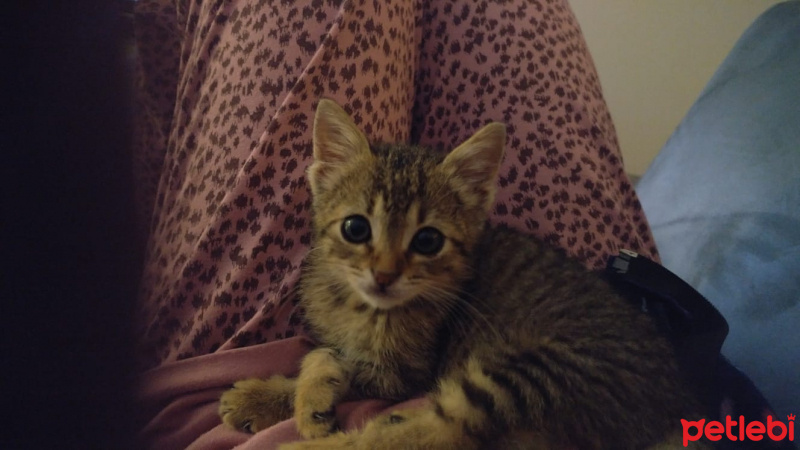 Tekir Kedi, Kedi  Kimyon fotoğrafı
