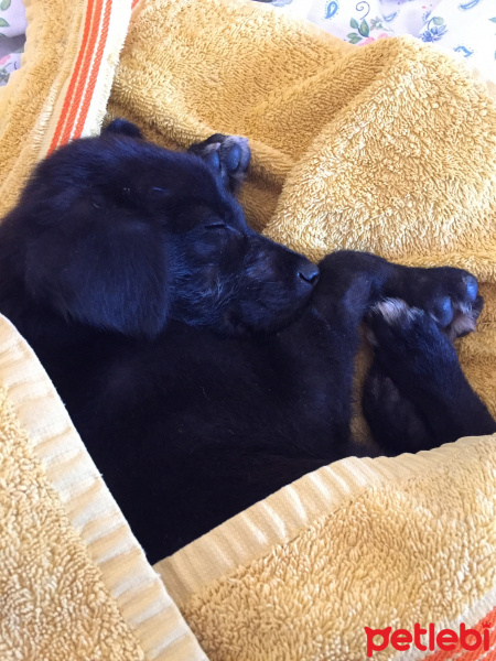 Sokö (Sokak Köpeği), Köpek  Börte fotoğrafı