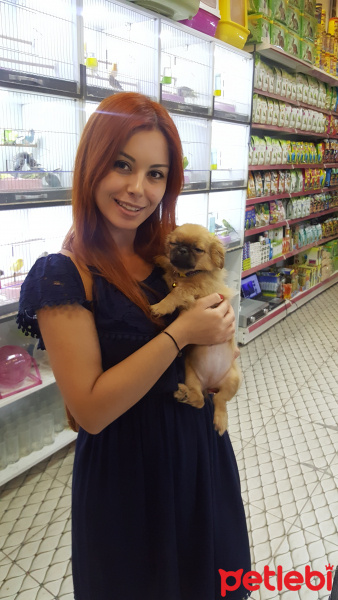Pekingese, Köpek  Poppy fotoğrafı