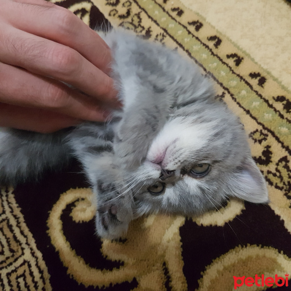British Shorthair, Kedi  Maya fotoğrafı