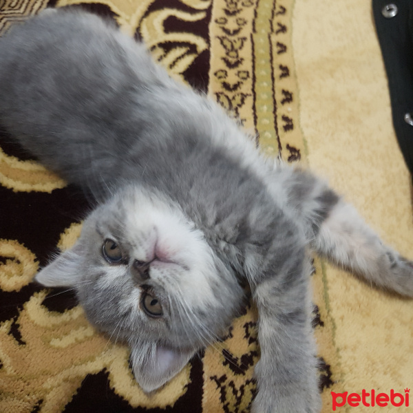 British Shorthair, Kedi  Maya fotoğrafı