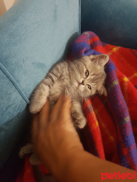 British Shorthair, Kedi  Maya fotoğrafı
