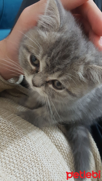 British Shorthair, Kedi  Maya fotoğrafı