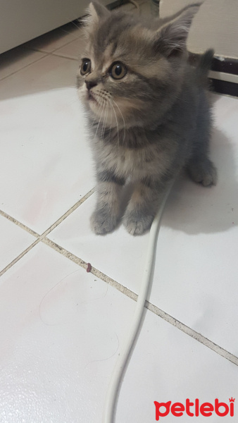 British Shorthair, Kedi  Maya fotoğrafı